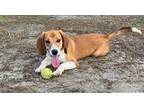 Adopt Willoughby a Tricolor (Tan/Brown & Black & White) Beagle / Mixed dog in