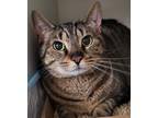 Adopt Mira a Domestic Shorthair / Mixed (short coat) cat in Staten Island
