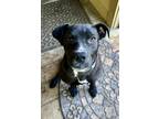 Adopt Tam a Black Labrador Retriever / Pit Bull Terrier / Mixed dog in Lewis