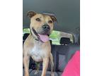 Adopt Sunbury #125 - Delilah a Tan/Yellow/Fawn Pit Bull Terrier / Mixed dog in