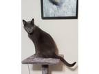 Adopt Luna a Gray or Blue Russian Blue / Mixed (short coat) cat in Enid