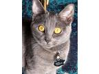Adopt Ember a Gray or Blue Russian Blue / Mixed (medium coat) cat in Bennington