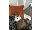 Adopt Eevee a Calico or Dilute Calico Calico / Mixed (long coat) cat in