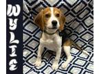 Adopt Wylie a Tricolor (Tan/Brown & Black & White) Beagle / Mixed dog in