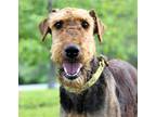 Adopt CLEO a Airedale Terrier / Mixed dog in Sussex, NJ (41456659)