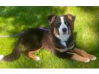 Adopt PUPPY CALISTA a Australian Shepherd / Mixed dog in Sussex, NJ (41450277)