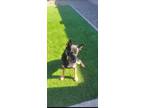 Adopt Kobe a Black German Shepherd Dog / Mixed dog in Buckeye, AZ (41468350)