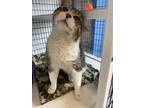 Adopt Bucky a Brown Tabby Domestic Shorthair (short coat) cat in White Cloud