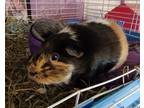 Adopt Hopey a Brown or Chocolate Guinea Pig small animal in Salisbury
