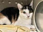 Adopt Jennie a Calico or Dilute Calico Domestic Shorthair (short coat) cat in