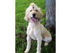 Adopt SUNDAY a Tan/Yellow/Fawn Golden Retriever / Poodle (Standard) / Mixed dog
