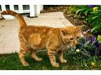 Adopt PETER PIPER a Orange or Red Domestic Mediumhair / Mixed cat in Sussex
