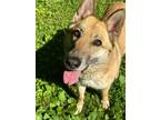 Adopt LUKA a Tan/Yellow/Fawn Shepherd (Unknown Type) / Mixed dog in Franklin
