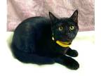 Adopt KITTEN ARMONDO a All Black Domestic Shorthair / Mixed (short coat) cat in