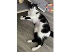 Adopt PRINCESS SPOTIFY a Black & White or Tuxedo Domestic Shorthair / Mixed cat