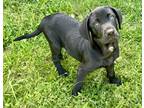 Adopt ROXY♥️ a Black Labrador Retriever / Flat-Coated Retriever / Mixed dog