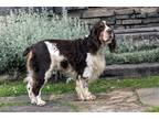 Adopt CHANCE a Brown/Chocolate - with White English Springer Spaniel / Mixed dog