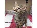 Adopt Edamama a Domestic Shorthair / Mixed cat in Lexington, KY (41468261)