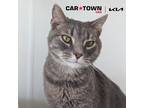 Adopt Grogu a Domestic Shorthair / Mixed cat in Lexington, KY (41468257)