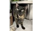 Adopt Lydia a Domestic Shorthair / Mixed cat in Greater Napanee, ON (41468256)