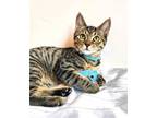 Adopt KITTEN WINSTON a Gray or Blue (Mostly) Domestic Shorthair / Mixed (short
