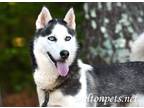 Adopt Aurora #15228 a Black - with White Siberian Husky / Mixed dog in Monroe