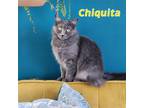 Adopt Chiquita a Gray or Blue Domestic Longhair / Mixed (long coat) cat in