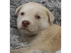Adopt Bayou a Labrador Retriever / Husky / Mixed dog in Thief River Falls