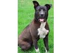 Adopt Thor a Pit Bull Terrier / Shepherd (Unknown Type) / Mixed dog in Thief