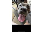 Adopt Zoe a Gray/Blue/Silver/Salt & Pepper American Pit Bull Terrier / Mixed dog