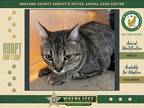 Adopt Taco a Domestic Shorthair / Mixed cat in Melbourne, FL (41468288)