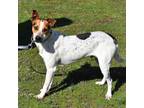 Adopt Wishbone a White - with Tan, Yellow or Fawn Jack Russell Terrier / Mixed