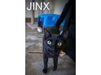 Adopt Jinx (FCID# 11/29/2023 - 62 Trainer) D a All Black Domestic Shorthair /