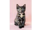 Adopt Cayenne a Tortoiseshell Domestic Shorthair cat in North Babylon