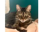 Adopt Peaches a Brown Tabby Domestic Shorthair / Mixed (short coat) cat in Fort