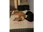 Adopt Willow and Luna a Tan/Yellow/Fawn - with White Anatolian Shepherd / Mixed