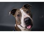 Adopt September a Brown/Chocolate - with White Pit Bull Terrier / Mixed dog in