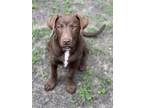 Adopt Moose a Brown/Chocolate Labrador Retriever / Mixed dog in Spring