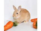 Adopt Romeo a Fawn American rabbit in Jefferson City, MO (41468274)