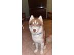 Adopt Milo a White - with Red, Golden, Orange or Chestnut Husky / Mixed dog in