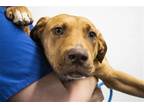 Adopt Rose a Labrador Retriever / Mixed dog in Mountain Home, AR (41459150)