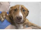 Adopt Ruca a Labrador Retriever / Mixed dog in Mountain Home, AR (41459149)