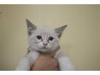 Adopt Sugar a White Siamese / Mixed cat in Mountain Home, AR (41465374)