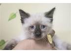 Adopt Cinnamon a Brown or Chocolate Siamese / Mixed cat in Mountain Home
