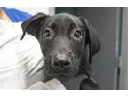 Adopt Groot a Labrador Retriever / Plott Hound / Mixed dog in Mountain Home