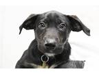 Adopt Cash a Labrador Retriever / Plott Hound / Mixed dog in Mountain Home