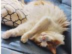Adopt Beba a Orange or Red (Mostly) Maine Coon / Mixed (long coat) cat in Imlay