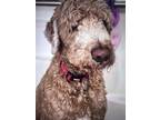 Adopt Rex a Brown/Chocolate Goldendoodle / Mixed dog in Cleveland, OH (41468298)