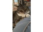 Adopt Toby a Brown Tabby American Shorthair / Mixed (short coat) cat in Garner
