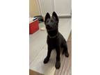 Adopt Luna a Black German Shepherd Dog / Mixed dog in Atlanta, GA (41468237)